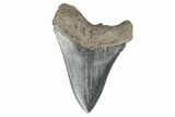 Fossil Megalodon Tooth - South Carolina #196831-1